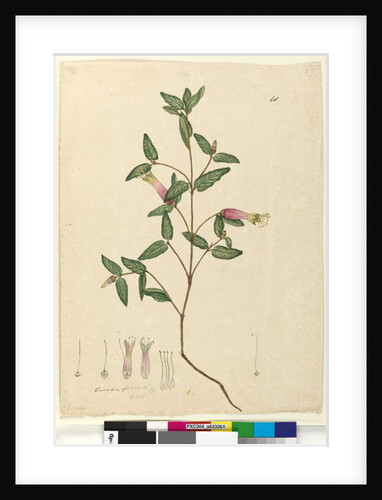 Page 68. Correa speciosa, c.1803-06 by John William Lewin