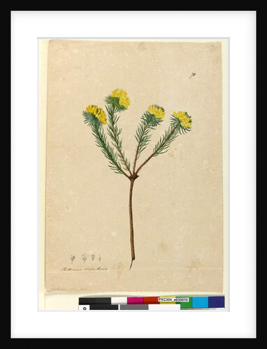 Page 70. Pultenaea stipularis, c.1803-06 by John William Lewin
