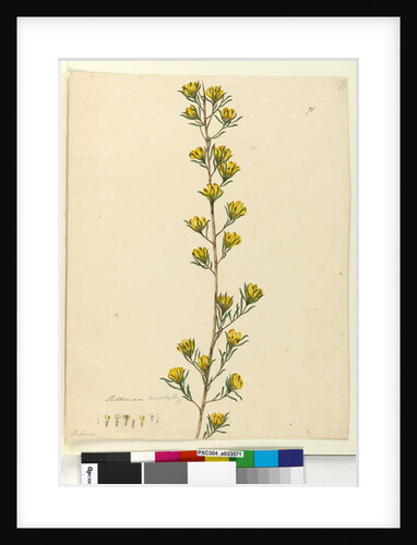 Page 71. Pultenaea linophylla, c.1803-06 by John William Lewin