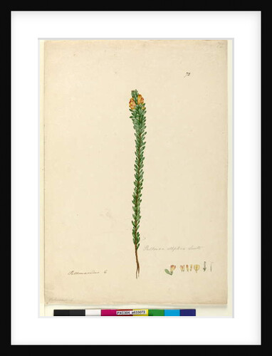 Page 72. Pultenaea elliptica, c.1803-06 by John William Lewin