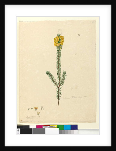 Page 73. Dillwynia rubis?, c.1803-06 by John William Lewin