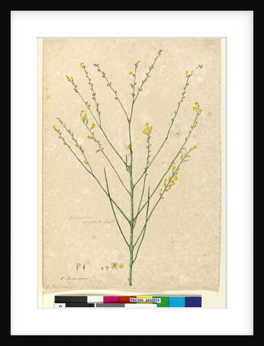 Page 74. Viminaria denudata, c.1803-06 by John William Lewin