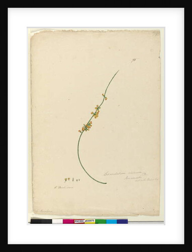 Page 75. Sphaerolobium vimineum, c.1803-06 by John William Lewin