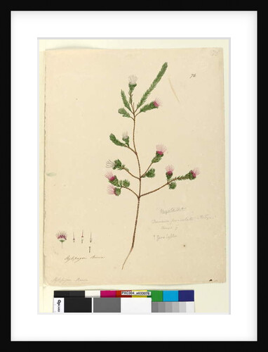 Page 76. Darwinia fascicularis, c.1803-06 by John William Lewin