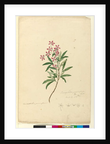Page 77. Ceratopetalum gummiferum, c.1803-06 by John William Lewin