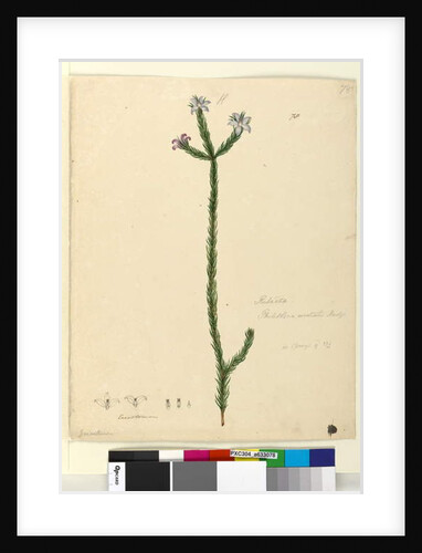Page 78. Philotheca australis, c.1803-06 by John William Lewin