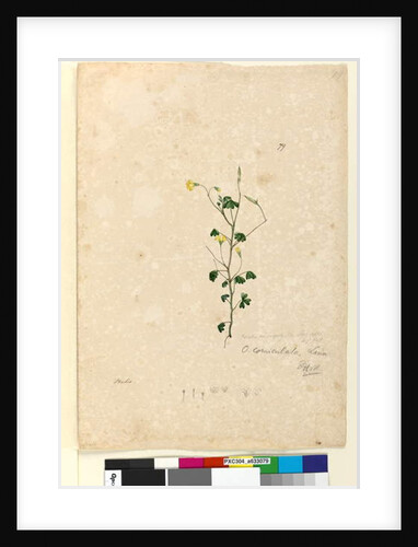 Page 79. Oxalis corniculata, c.1803-06 by John William Lewin
