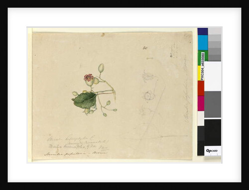 Page 80. Sterculia diversifolia, c.1803-06 by John William Lewin