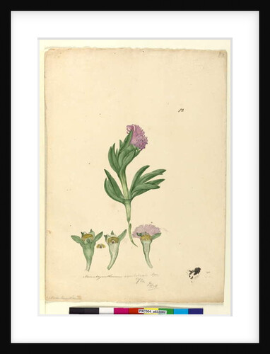 Page 82. Mesembryanthemum aequilaterale, c.1803-06 by John William Lewin