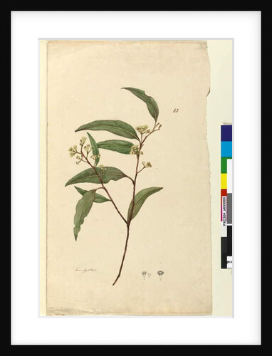 Page 83. Eucalyptus, c.1803-06 by John William Lewin