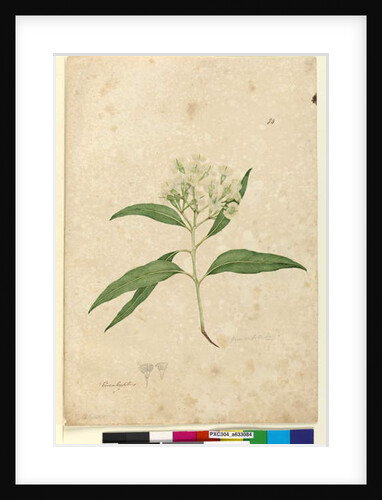 Page 84. Eucalyptus paniculata, c.1803-06 by John William Lewin