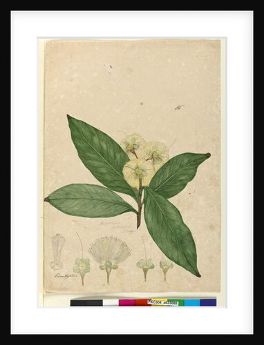 Page 85. Angophora intermedia, c.1803-06 by John William Lewin