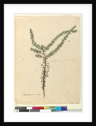 Page 86. Leptospermum scoparium, c.1803-06 by John William Lewin
