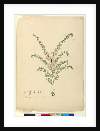 Page 87. Leptospermum ambiguum, c.1803-06 by John William Lewin