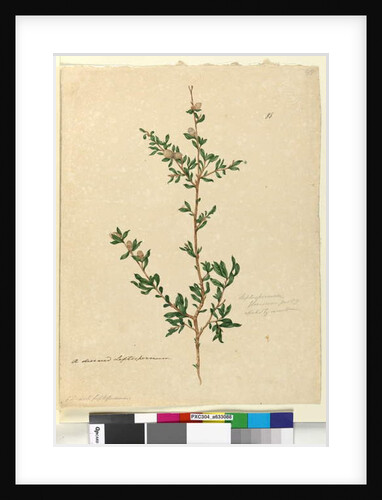 Page 88. Leptospermum flavescens, c.1803-06 by John William Lewin