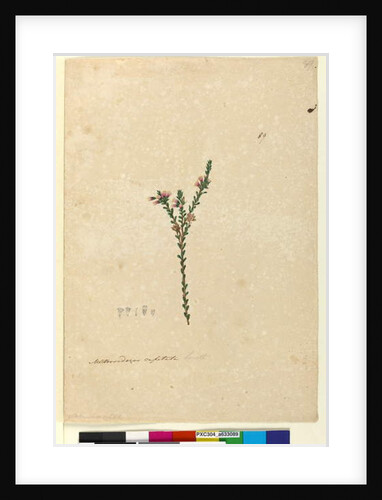 Page 89. Metrosideros capitata, c.1803-06 by John William Lewin
