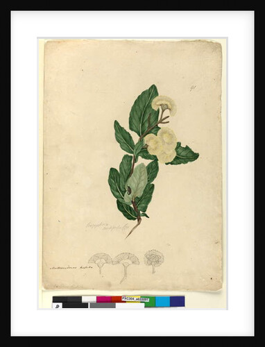 Page 91. Angophora cordifolia, c.1803-06 by John William Lewin