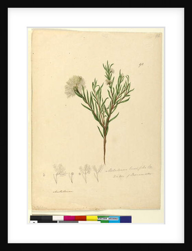 Page 92. Melaleuca linariifolia, c.1803-06 by John William Lewin