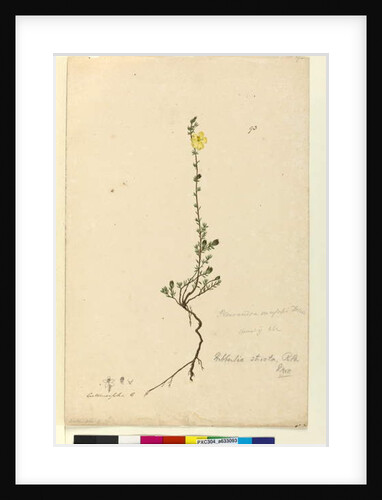Page 93. Hibbertia stricta, c.1803-06 by John William Lewin