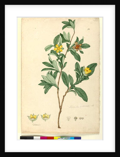 Page 94. Hibbertia volubilis syn. Hibbertia scandens, c.1803-06 by John William Lewin