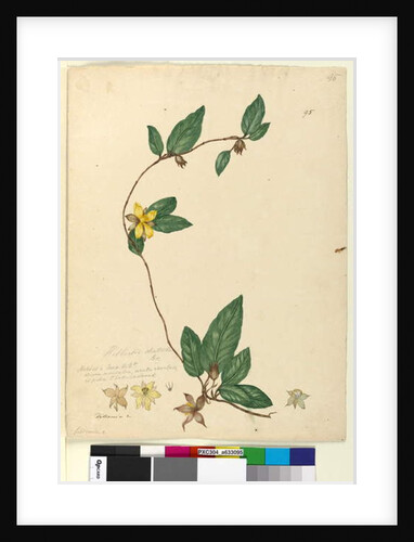 Page 95. Hibbertia dentata, c.1803-06 by John William Lewin