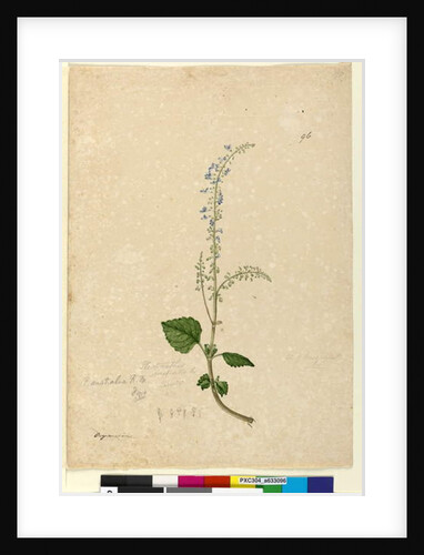Page 96. Plectranthus australis, c.1803-06 by John William Lewin