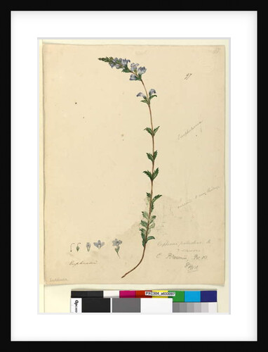 Page 97. Euphrasia paludosa, c.1803-06 by John William Lewin