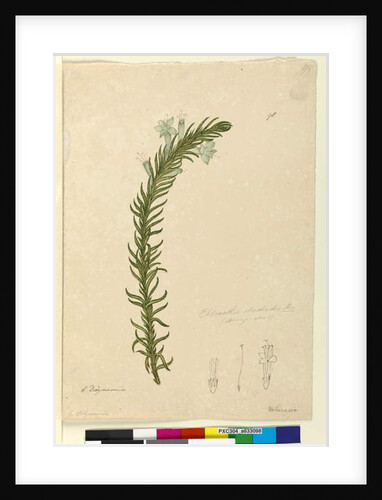Page 98. Chloanthes stoechadis, c.1803-06 by John William Lewin