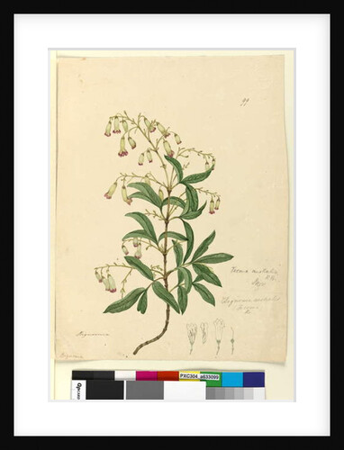 Page 99. Bignonia australis/Pandorea pandorana, c.1803-06 by John William Lewin