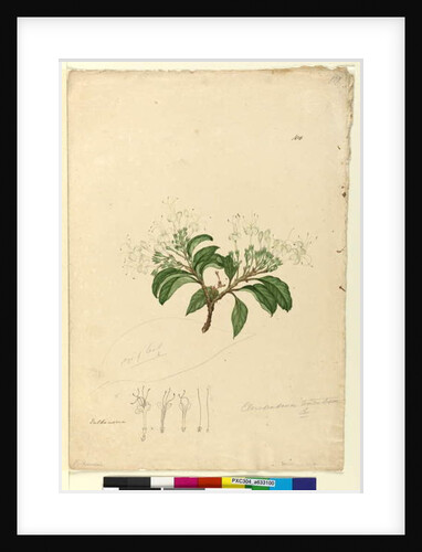 Page 100. Clerodendrum tomentosum, c.1803-06 by John William Lewin