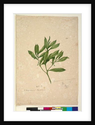 Page 101. Myoporum acuminatum, c.1803-06 by John William Lewin