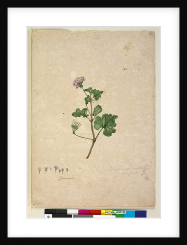 Page 102. Pelargonium australe, c.1803-06 by John William Lewin