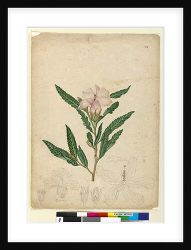 Page 104. Hibiscus heterophyllus, c.1803-06 by John William Lewin