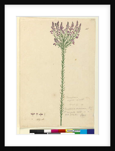 Page 105. Comesperma ericinum, c.1803-06 by John William Lewin