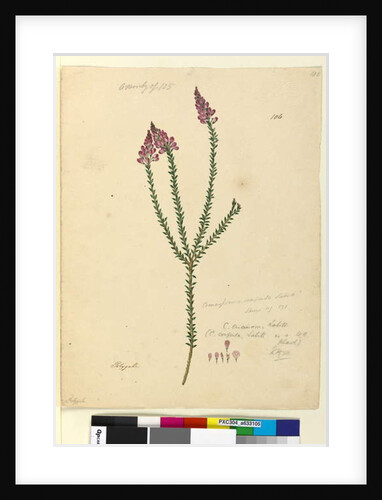 Page 106. Comesperma ericinum, c.1803-06 by John William Lewin