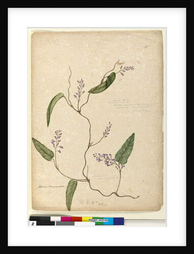 Page 107. Glycine bimaculata/Glycine tabacina?, c.1803-06 by John William Lewin