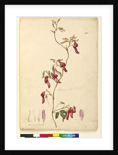 Page 108. Kennedia rubicunda, c.1803-06 by John William Lewin