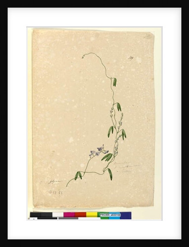 Page 109. Kennedia comptoniana/Hardenbergia comptoniana, c.1803-06 by John William Lewin