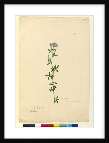 Page 110. Medicago sativa, c.1803-06 by John William Lewin