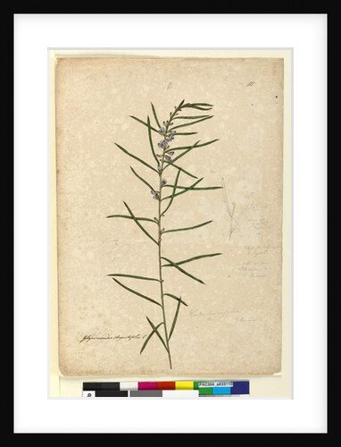 Page 111. Hovea longifolia, c.1803-06 by John William Lewin