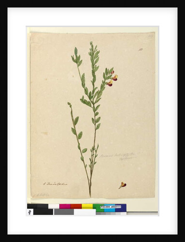 Page 113. Bossiaea heterophylla, c.1803-06 by John William Lewin