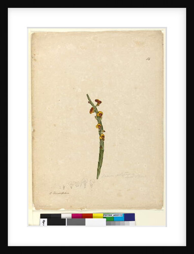 Page 114. Bossiaea scolopendria, c.1803-06 by John William Lewin