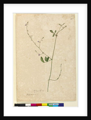 Page 115. Hedysarum, c.1803-06 by John William Lewin