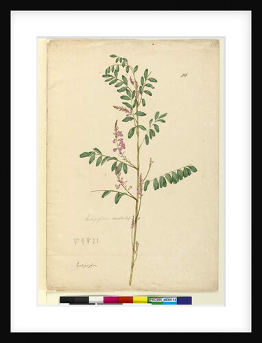Page 116. Indigofera australis, c.1803-06 by John William Lewin