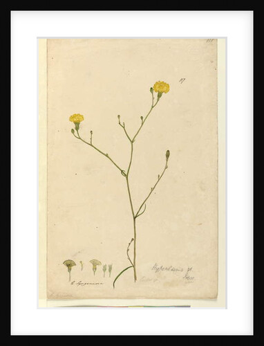 Page 117. Hypochaeris, c.1803-06 by John William Lewin
