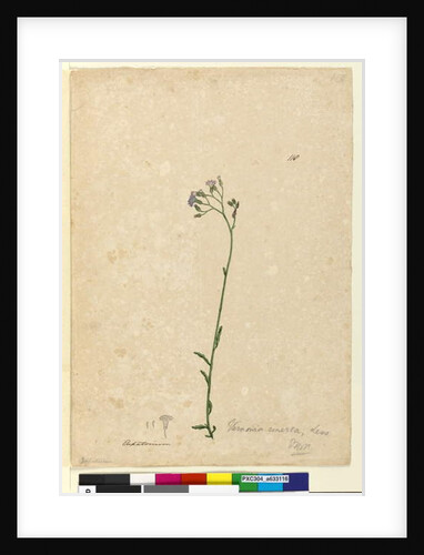 Page 118. Vernonia cinerea, c.1803-06 by John William Lewin