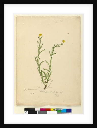 Page 119. Helichrysum apiculatum/Chrysocephalum apiculatum, c.1803-06 by John William Lewin