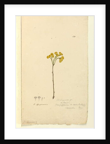 Page 120. Elichrysum, c.1803-06 by John William Lewin