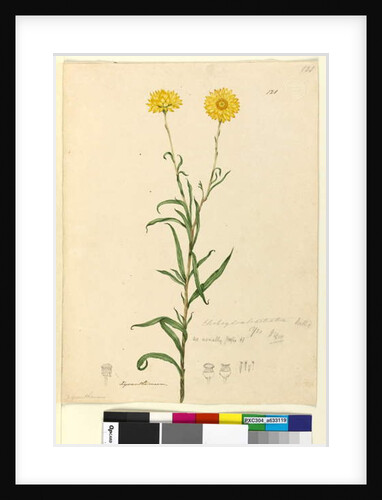 Page 121. Elichrysum bracteatum, c.1803-06 by John William Lewin