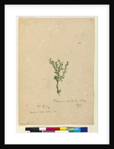 Page 122. Vittadinia australis, c.1803-06 by John William Lewin